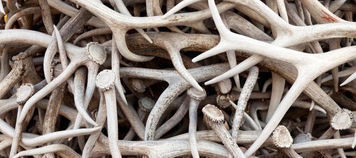 "The Annual Ritual: Elk Antler Shedding and its Remarkable Health Benefits for Humans"