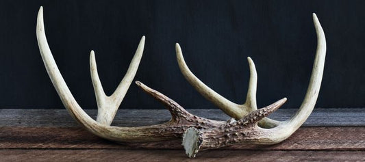 "Unlocking Faster Recovery: The Role of Deer Antler Velvet Liquid Supplement in Training"